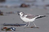 Schwalbenmoewe gibt Kot ab