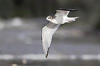 Schwalbenmoewe im Flug