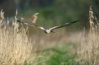 Rohrweihe im Flug