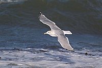 Silbermoewe ueber Brandung