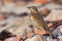 Singdrossel am Felsstrand