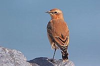 Steinschmaetzer Rueckenans