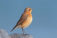 Steinschmaetzer Seitenansicht