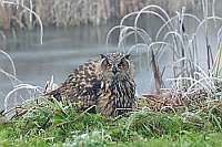 Uhu am Teichufer Rauhreif