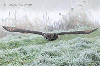 Uhu beim Segelflug Teichufer