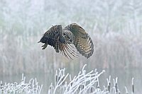 Uhu fliegt ueber Gewaesser