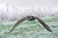 Uhu fliegt ueber Rauhreifwiese