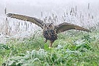 Uhu zu Fuss am Teichufer