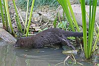 Europaeischer Nerz am Ufer