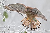 Turmfalke balanciert auf Ast