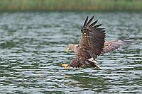Seeadler will Fisch ergreifen