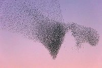 Starenschwarm Formation