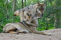 Wolf 2 Tiere begruessen sich