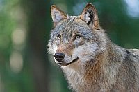 Wolf Kopfportrait sonnig