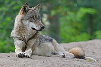 Wolf liegend beobachtend