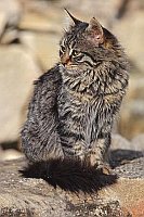 Katze Mischling auf Mauer