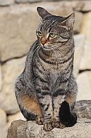 Katze wachsam guckend