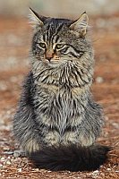 Katzen Junges majestaetisch