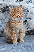 Katzen Junges rotes Fell