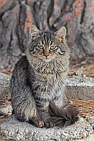 Katzenkind vor Baumstamm