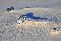 Kiesel mit Sandverwehungen