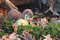Mauswiesel neben Bovist