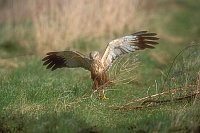 Rohrweihe mit Nistmaterial