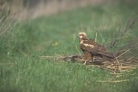 Rohrweihe neben Pflanzenh