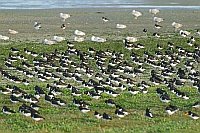 Austernfischer Schwarm rastend