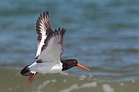 Austernfischer fliegt auf