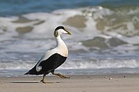 Eiderente Erpel a Strand laufe