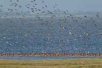 Pfuhlschnepfen am Rastplatz