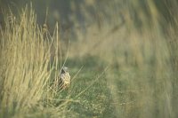 Rohrweihe neben Schilf