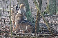 Wolf 2 offene Schnauze