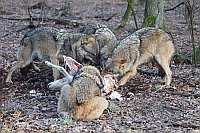 Wolf 4 Beute fressend