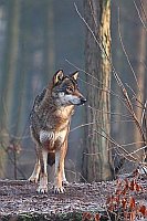 Wolf Fehe von vorn HF