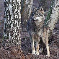 Wolf junger im Wald