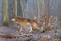 Woelfe im Wald im Nebel