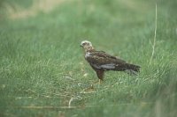 Rohrweihe Seitenansicht