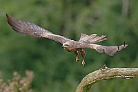Schwarzmilan beim Abfliegen