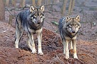 Wolf 2 Jungtiere auf Huegel