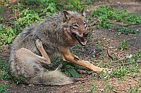 Wolf im Fellwechsel