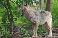 Wolf im Stehen gaehnend