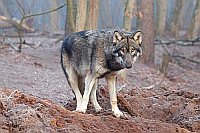 Wolf Jungtier skeptisch