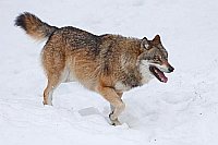 Wolf im Schnee seitlich