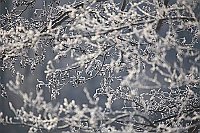 Birkenzweige Rauhreif