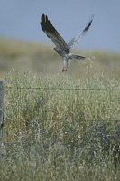 Wiesenweihe auffliegend