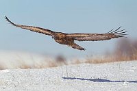 Steinadler ueber Schneehang