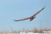 Steinadler segelt ueber Wiese