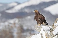 Steinadler in Winterlandschaft